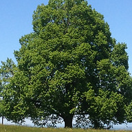 Naturheilpraxis Lindengrün Susanne Nef